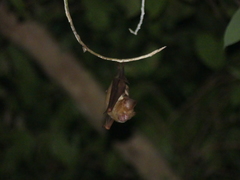 Hipposideros diadema