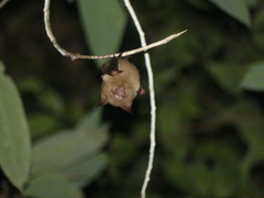 Hipposideros diadema