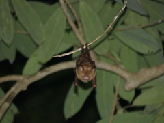 Hipposideros diadema