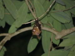 Hipposideros diadema