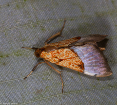 Sagariphora magnificalis