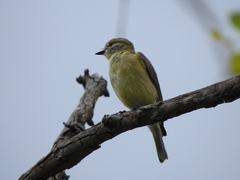 Microeca flavigaster