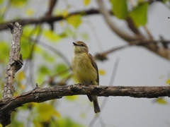 Microeca flavigaster