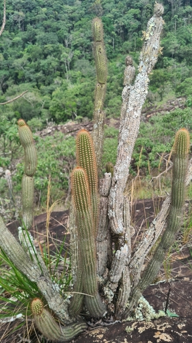 Cipocereus minensis ssp. minensis