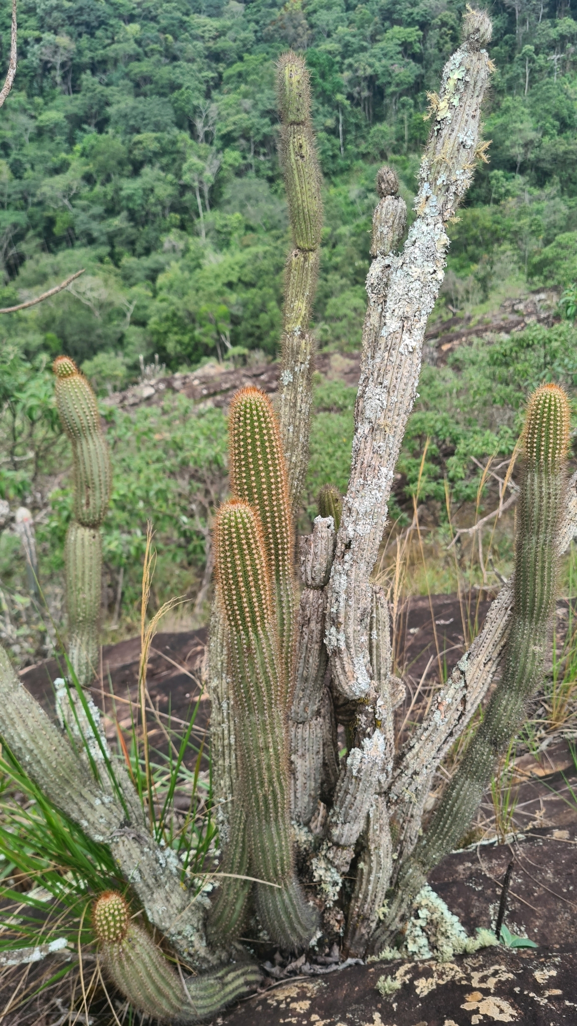 Cipocereus minensis ssp. minensis