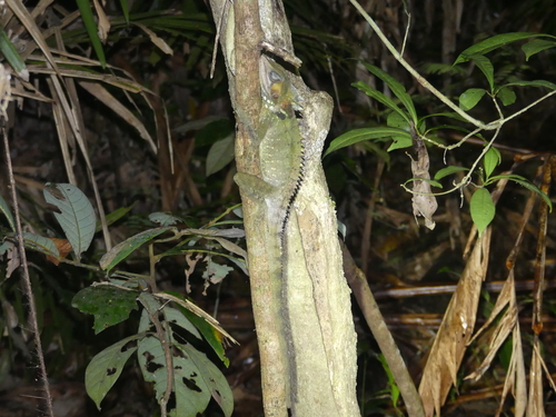 Lophosaurus boydii