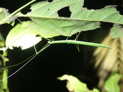 Sipyloidea rentzi