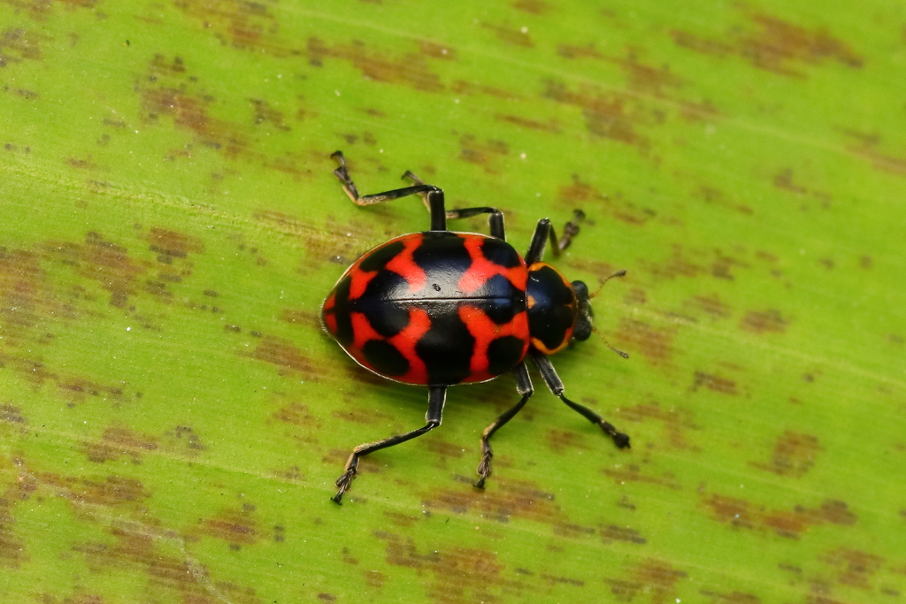Coleomegilla occulta