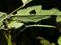 Sipyloidea rentzi