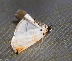 Trichophysetis hampsoni