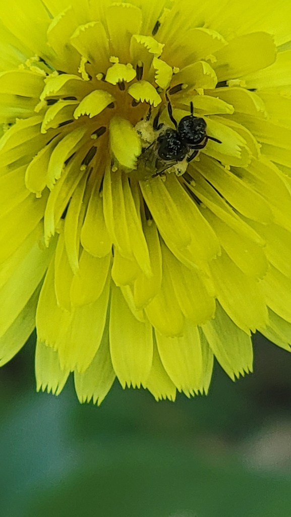 Two-celled Sweat Bee