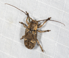 Prosoplus mediofasciatus