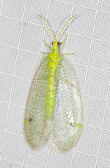 Nymphidae