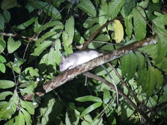 Uromys caudimaculatus