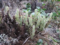 Castilleja exserta latifolia