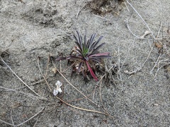 Erysimum menziesii
