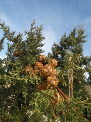 Cupressus sempervirens