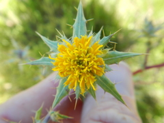 Berkheya onobromoides carlinoides