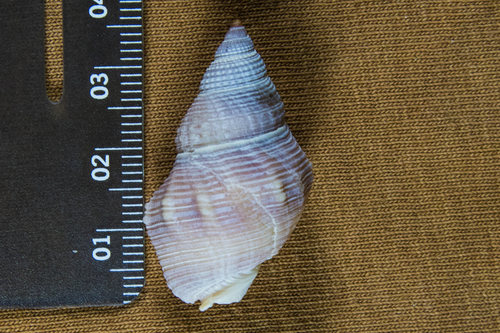 Channeled Basket Snail