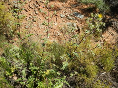 Berkheya onobromoides carlinoides