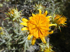 Berkheya heterophylla