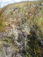 Berkheya heterophylla