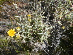 Berkheya heterophylla