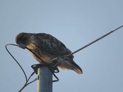 Buteo japonicus
