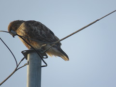 Buteo japonicus