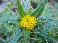 Berkheya onobromoides onobromoides
