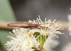Syllitus bipunctatus