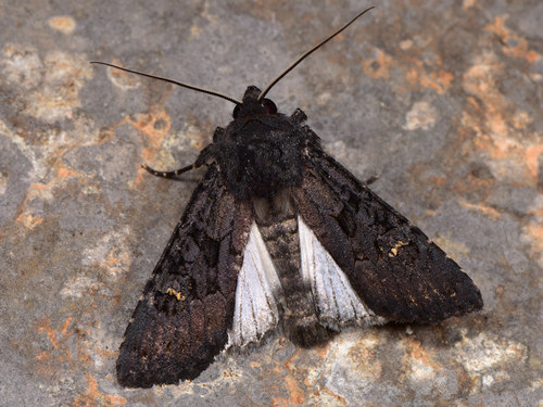 Black Rustic
