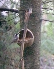 Periparus ater britannicus