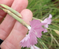Dianthus zeyheri
