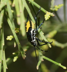 Commius elegans