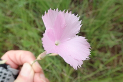 Dianthus zeyheri