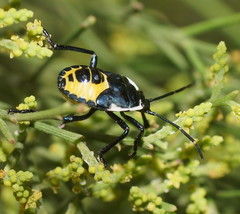 Commius elegans