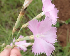 Dianthus zeyheri