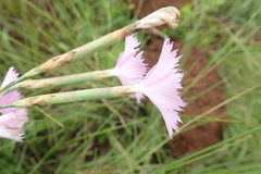 Dianthus zeyheri
