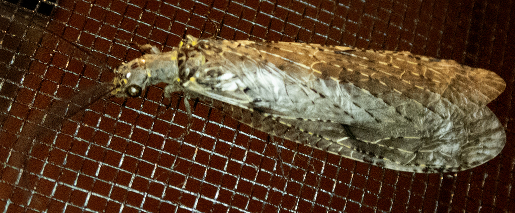 Spring Fishfly from Shepard Settlement, Onondaga County, NY, USA on ...