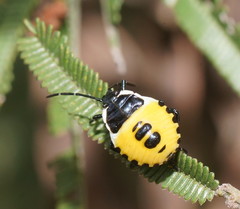 Commius elegans