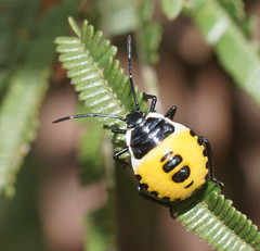 Commius elegans