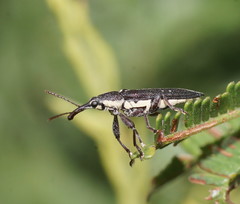 Rhinotia brunnea