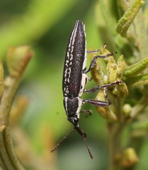 Rhinotia brunnea