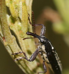 Rhinotia brunnea