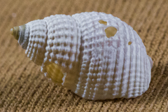 Nassarius perpinguis