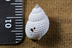 Nassarius perpinguis