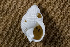 Nassarius perpinguis