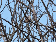 Aegithalos caudatus caudatus