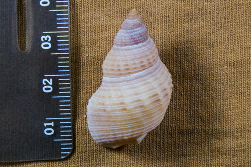 Channeled Basket Snail